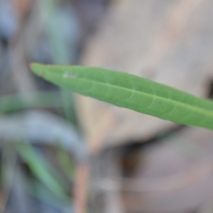 Rumex brownii at Wamboin, NSW - 9 Feb 2019