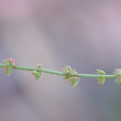 Rumex brownii at Wamboin, NSW - 9 Feb 2019