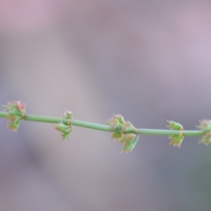 Rumex brownii at Wamboin, NSW - 9 Feb 2019