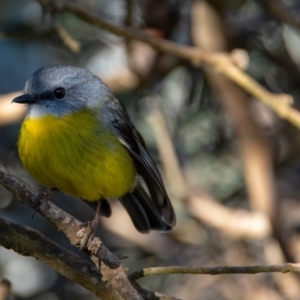 Eopsaltria australis at Potato Point, NSW - 15 Jun 2019 09:39 AM