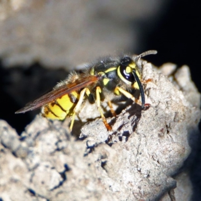 Vespula germanica (German Yellowjacket Wasp (also known as European Wasp)) at Fyshwick, ACT - 17 Jun 2019 by RodDeb
