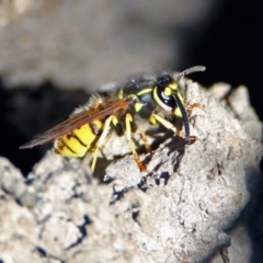 Vespula germanica (European wasp) at Jerrabomberra Wetlands - 17 Jun 2019 by RodDeb