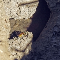 Vespula germanica at Fyshwick, ACT - 17 Jun 2019 12:56 PM