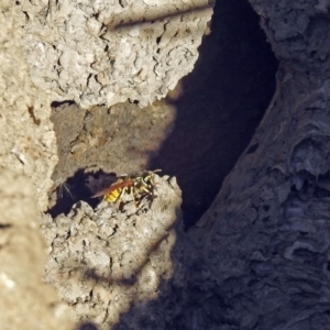 Vespula germanica at Fyshwick, ACT - 17 Jun 2019