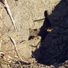 Vespula germanica at Fyshwick, ACT - 17 Jun 2019 12:56 PM