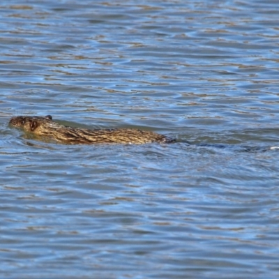 Hydromys chrysogaster (Rakali or Water Rat) at Fyshwick, ACT - 17 Jun 2019 by RodDeb