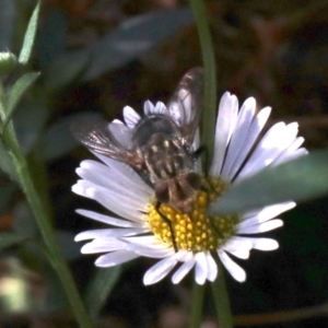 Nemoraea sp. (genus) at Ainslie, ACT - 9 Apr 2019