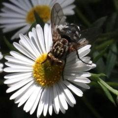 Nemoraea sp. (genus) at Ainslie, ACT - 9 Apr 2019