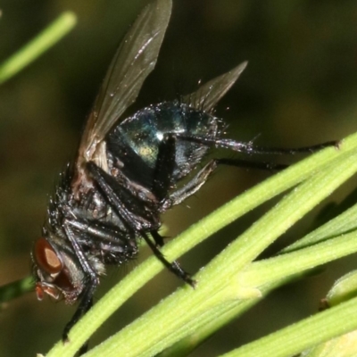 Tachinidae (family) (Unidentified Bristle fly) at Mount Ainslie - 5 Mar 2019 by jb2602