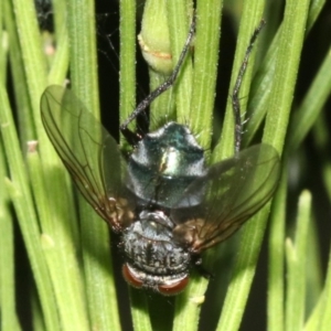 Tachinidae (family) at Ainslie, ACT - 5 Mar 2019 09:08 PM