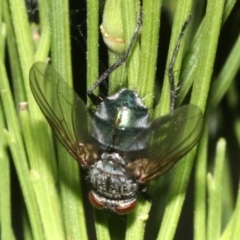 Tachinidae (family) at Ainslie, ACT - 5 Mar 2019