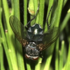 Tachinidae (family) at Ainslie, ACT - 5 Mar 2019