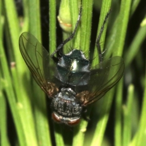 Tachinidae (family) at Ainslie, ACT - 5 Mar 2019