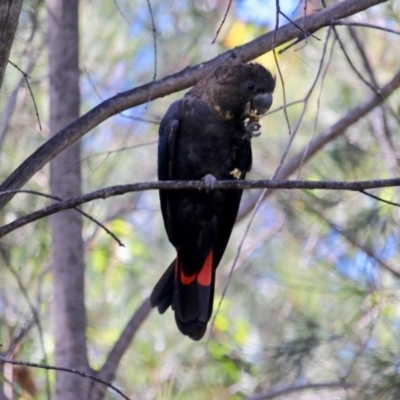 Calyptorhynchus lathami lathami (Glossy Black-Cockatoo) at Bournda National Park - 14 Apr 2019 by RossMannell