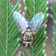 Tachinidae (family) (Unidentified Bristle fly) at Mount Ainslie - 28 Jan 2019 by jb2602