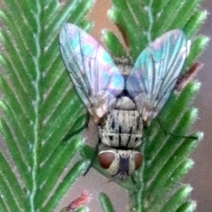 Tachinidae (family) at Majura, ACT - 28 Jan 2019 12:10 PM