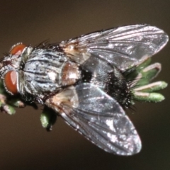 Tachinidae (family) at Majura, ACT - 28 Jan 2019 12:10 PM