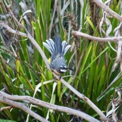 Rhipidura albiscapa (Grey Fantail) at Bournda, NSW - 14 Apr 2019 by RossMannell