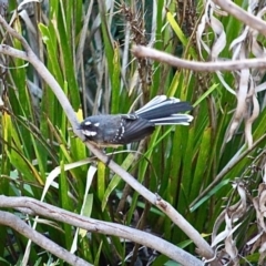 Rhipidura albiscapa at Bournda, NSW - 14 Apr 2019 12:57 PM