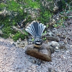 Rhipidura albiscapa at Bournda, NSW - 14 Apr 2019 12:57 PM