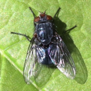 Calliphora vicina at Ainslie, ACT - 21 Oct 2018 09:21 AM