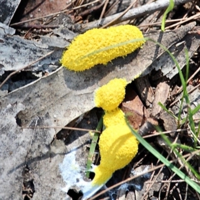 Fuligo septica (Scrambled egg slime) at Bournda, NSW - 14 Apr 2019 by RossMannell