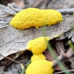 Fuligo septica at Bournda, NSW - 14 Apr 2019