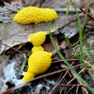 Fuligo septica at Bournda, NSW - 14 Apr 2019