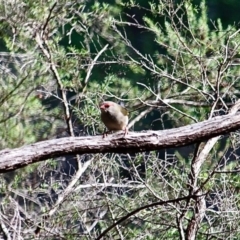 Neochmia temporalis (Red-browed Finch) at Bournda National Park - 14 Apr 2019 by RossMannell