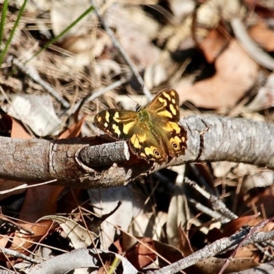 Heteronympha banksii (Banks' Brown) at Bournda National Park - 14 Apr 2019 by RossMannell