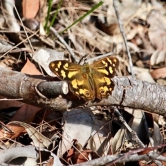 Heteronympha banksii at Bournda, NSW - 14 Apr 2019