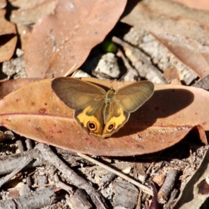 Hypocysta metirius at Bournda, NSW - 14 Apr 2019