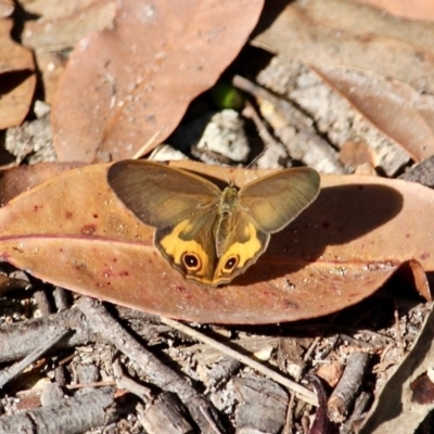 Hypocysta metirius (Brown Ringlet) at Bournda National Park - 14 Apr 2019 by RossMannell
