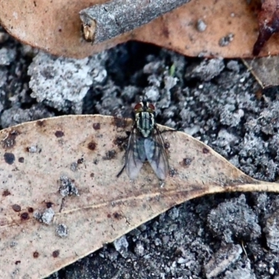 Sarcophaga sp. (genus) (Flesh fly) at Bournda National Park - 14 Apr 2019 by RossMannell