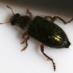 Phlogistus sp. (genus) (Clerid beetle) at Ainslie, ACT - 26 Nov 2018 by jb2602