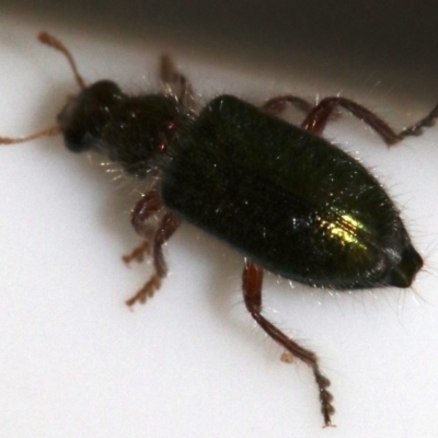 Phlogistus sp. (genus) (Clerid beetle) at Ainslie, ACT - 26 Nov 2018 by jbromilow50