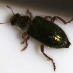 Phlogistus sp. (genus) (Clerid beetle) at Ainslie, ACT - 26 Nov 2018 by jbromilow50