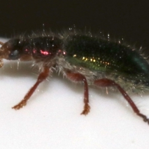 Phlogistus sp. (genus) at Ainslie, ACT - 26 Nov 2018 02:31 PM