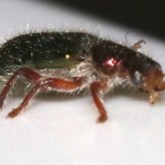 Phlogistus sp. (genus) at Ainslie, ACT - 26 Nov 2018