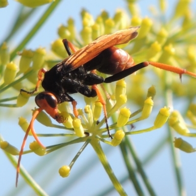 Cryptocheilus bicolor (Orange Spider Wasp) at Gordon, ACT - 27 Mar 2019 by michaelb