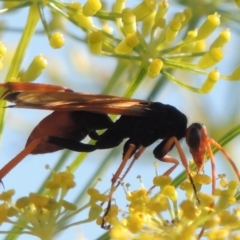 Cryptocheilus bicolor at Gordon, ACT - 27 Mar 2019