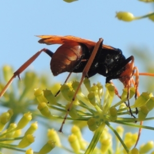 Cryptocheilus bicolor at Gordon, ACT - 27 Mar 2019