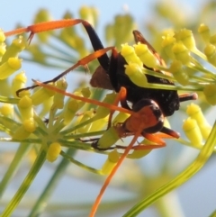 Cryptocheilus bicolor at Gordon, ACT - 27 Mar 2019