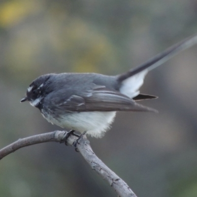 Rhipidura albiscapa (Grey Fantail) at Tuggeranong DC, ACT - 26 Mar 2019 by michaelb