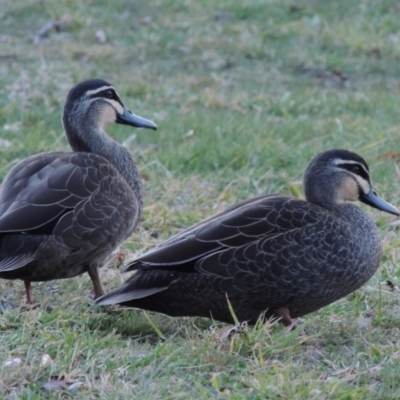 Anas superciliosa (Pacific Black Duck) at Point Hut to Tharwa - 27 Mar 2019 by michaelb