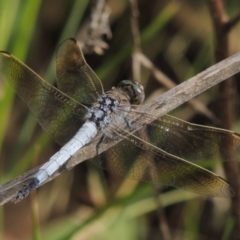 Orthetrum caledonicum (Blue Skimmer) at Tuggeranong DC, ACT - 27 Mar 2019 by MichaelBedingfield