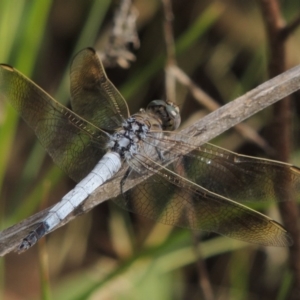 Orthetrum caledonicum at Tuggeranong DC, ACT - 27 Mar 2019 06:03 PM