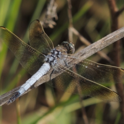 Orthetrum caledonicum (Blue Skimmer) at Point Hut to Tharwa - 27 Mar 2019 by MichaelBedingfield