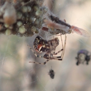 Theridiidae (family) at Cook, ACT - 15 Jun 2019