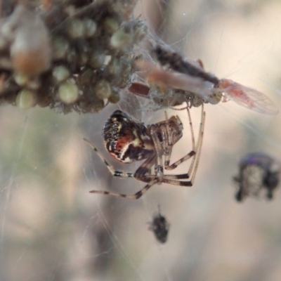 Theridiidae (family) (Comb-footed spider) at Mount Painter - 15 Jun 2019 by CathB